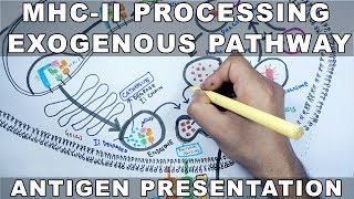 Endogenous Pathway of Antigen Presentation [upl. by Lolly]