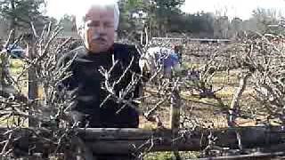 Pruning Muscadine Grapes 2 [upl. by Florry]