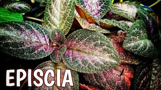 TANAMAN HIAS EPISCIA  EPISCIA PLANT CARE  OUTDOOR PLANT [upl. by Siocnarf]