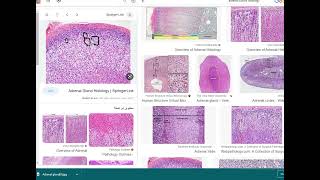 Histology of Adrenal glands [upl. by Sherie922]