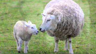 Sheep Sounds and Pictures for Education and Teaching [upl. by Oiratnom265]