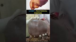 Liver II Anatomical position II Anatomy II full video link in description anatomy liver medical [upl. by Springer]