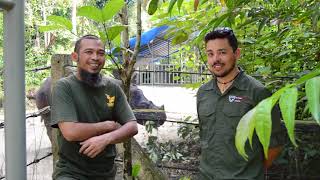 Sumatran Rhino Sanctuary Visit and Interview [upl. by Bullock]