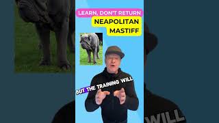 Training your Neapolitan Mastiff Tips and Tricks petzpaws learndontreturn neapolitanmastiff dog [upl. by Yesnel]