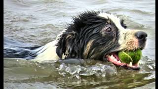 Test Bilderserie mit Canon Powershot SX50 HS am Hundestrand in Norddeich series of pictures [upl. by Gnol61]