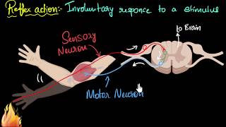 Reflex action amp reflex arc  Control amp Coordination  Biology  Khan Academy [upl. by Canning825]