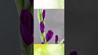 Gladiolus Unveiled The Beauty of Germination amp Flowering Time Lapse 🌺 viral shortfeed timelapse [upl. by Myra435]