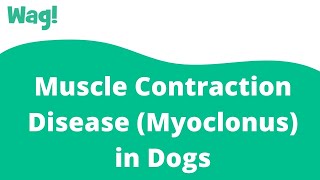 Muscle Contraction Disease Myoclonus in Dogs  Wag [upl. by Marja]