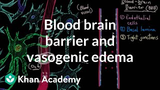 Blood brain barrier and vasogenic edema  Circulatory System and Disease  NCLEXRN  Khan Academy [upl. by Nynahs]