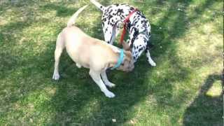 Pitbull Vs Dalmatian [upl. by Aniteb]