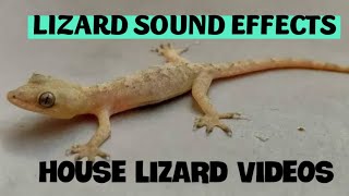 Gecko Sound effect  Lizard making sound [upl. by Jason]