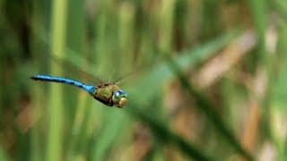 Iraq Marshlands Restored to Glory  Earth Unplugged [upl. by Ottillia185]