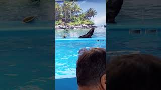 Dolphinarium in Minsk ミンスクのイルカ水族館 shorts dolphin [upl. by Norad]