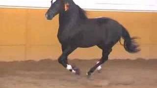 Andalusian PRE black stallion  SOLD TO USA  HORSESPRECOM [upl. by Osner]