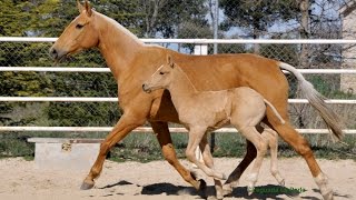 YEGUAS LUSITANAS A LA VENTA  LUSITANO MARES FOR SALE [upl. by Alexis]