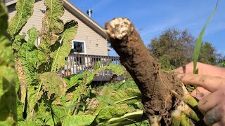 Horseradish  Start to Finish  Planting Growing Harvesting Processing Preserving [upl. by Uzzia]