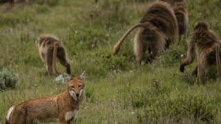 Are Baboons Domesticating These Wolves [upl. by Nnawtna]