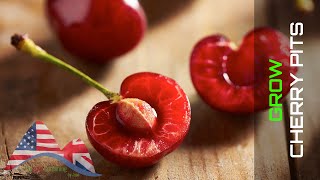 GARDENING TRICKS 🍒 How to Successfully Germinate Cherry Seeds or Cherry Pits 🌳 LdN Easy Gardening [upl. by Humpage]