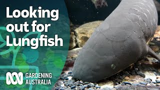 Lungfish – growing habitat for a prehistoric fish with lungs  Discovery  Gardening Australia [upl. by Spiegel]