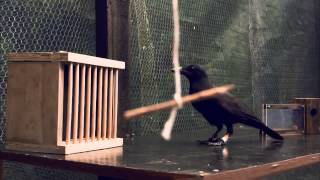 Experiment to show crows using tools [upl. by Atinet423]