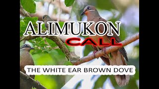 Alimukon Call loud and clear White eared brown dove [upl. by Milka]