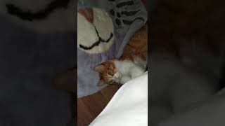 Gato se afila las uñas en la cama 🐈 [upl. by Jackie]