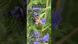 Einsichten aus der Wildnis wissen natur umwelt wildkräuter frage wildbienen naturschutz [upl. by Aihseyt]