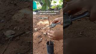 Softwood grafting in Jamun 🌱biozoology727 [upl. by Nauqel533]