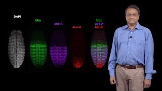 Nipam Patel MBL 1 Patterning the AnteriorPosterior Axis The Role of Homeotic Hox Genes [upl. by Most]