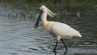 Lepelaar Eurasian Spoonbill [upl. by Firmin249]