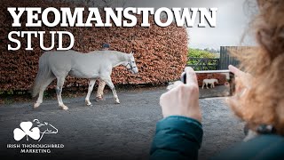 ITM Irish Stallion Showcase 2021  Yeomanstown Stud [upl. by Dolly]