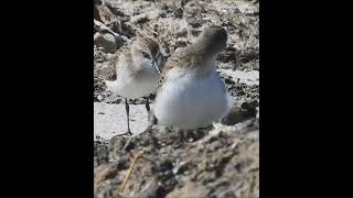 Western Sandpiper [upl. by Folberth640]