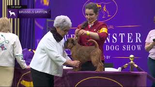 Brussels Griffons  Breed Judging 2023 [upl. by Atirma]