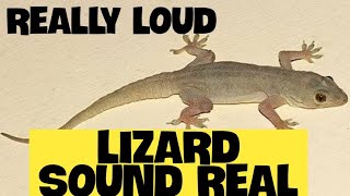 Lizard side of Tik tok  lizard Sound  Gecko Chirping [upl. by Kehr]