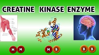 CREATINE KINASE Enzyme  Clear Over View [upl. by Nap]