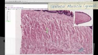 Histology Helper  Digestive System I Histology [upl. by Delmor]