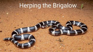 Herping the Brigalow Night 1  Bandybandys and scalyfoots [upl. by Anaihsat705]