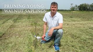 WalnutsBulgaria  Proper pruning of 1yearold walnut trees [upl. by Ika]