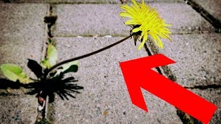 Gartentipp Unkraut amp Moos leicht aus Fugen entfernen ohne Bücken – Pflasterfugen reinigen Lifehack [upl. by Karine]