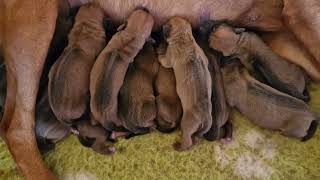 Rhodesian Ridgeback Puppies just born UmzintoFCIVDH since 1997 [upl. by Ahsekin994]