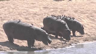 Hippopotamuses and Redbilled Oxpeckers [upl. by Godding]