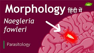 Naegleria fowleri in Hindi Morphological features  Parasitology  Basic Science Series [upl. by Olraced561]