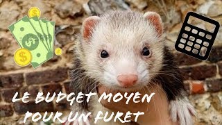 LE BUDGET MOYEN POUR UN FURET [upl. by Zela298]