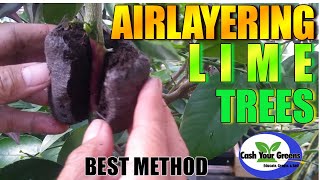 HOW TO AIRLAYER LIME TREES  Cloning Citrus Trees Fast and Easy [upl. by Ecirtak641]