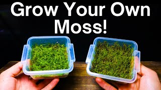 How To Propagate Moss  Simple amp Easy Method [upl. by Boser]