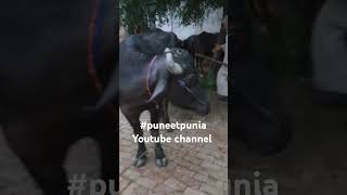 नया कटड़ा आया New entry 6 teeth puneetpunia [upl. by Adnalro]