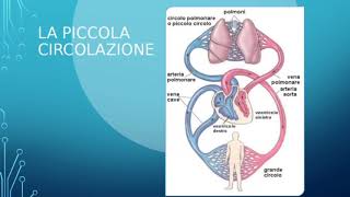 La CIRCOLAZIONE SANGUIGNA PICCOLO e GRANDE CIRCOLO [upl. by Araik]
