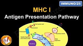 Immunology Part 6 Endogeneous pathway of Antigen processing and Presentation CYTOSOLIC PATHWAY [upl. by Lseil932]