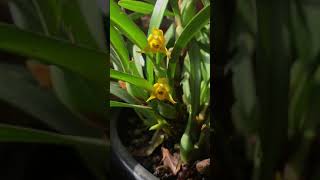 Orquidea Maxillaria variabilis [upl. by Whallon652]