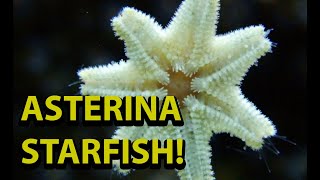 Asterina Starfish  Are They Bad For You Reef Tank [upl. by Dnalerb]